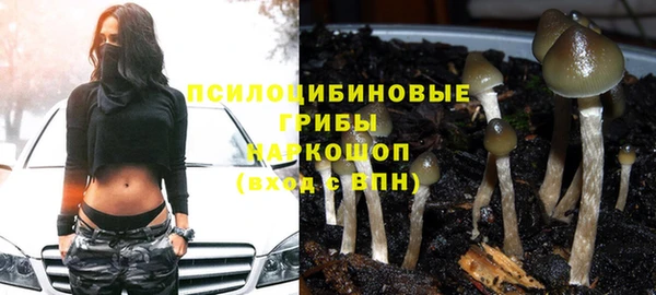 гашик Зерноград